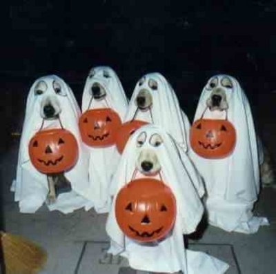 halloween_dogs.jpg